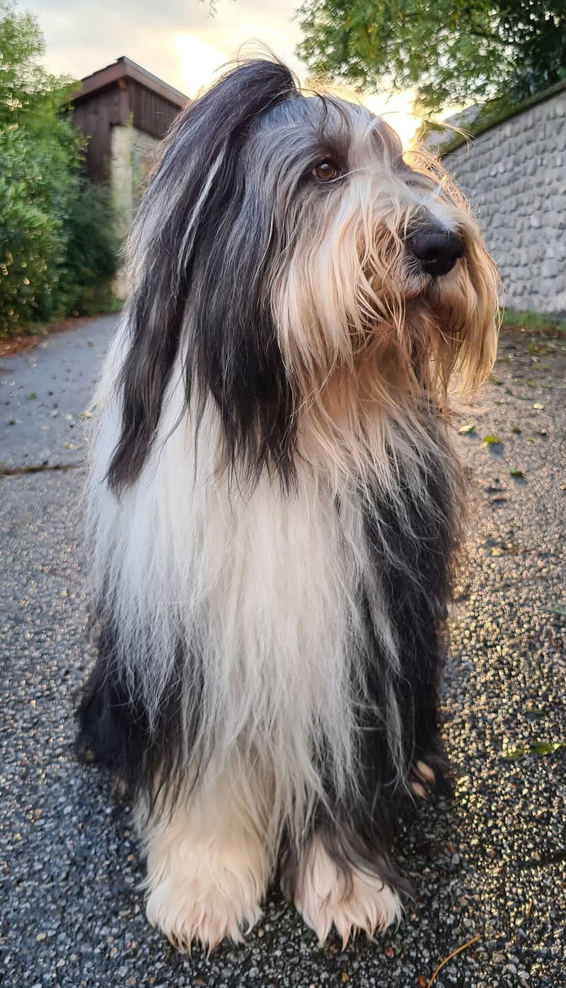 Photo de Bearded Collie