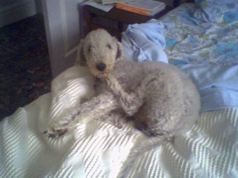 Photo Bedlington Terrier