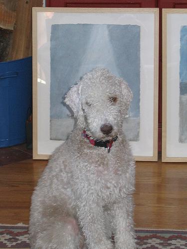 Photo Bedlington Terrier