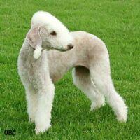 Photo Bedlington Terrier