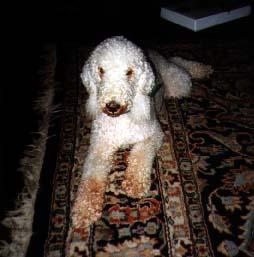 Photo Bedlington Terrier