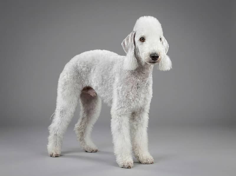 Photo de Bedlington Terrier