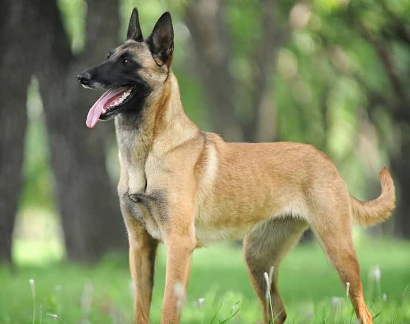 Photo de Belgian Malinois