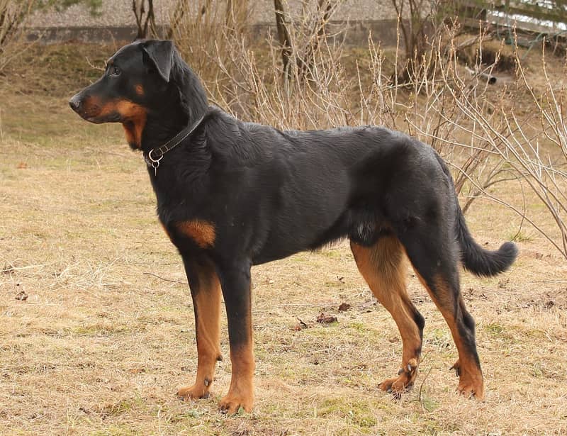 Photo de Beauceron