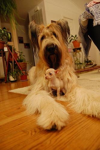Photo Briard
