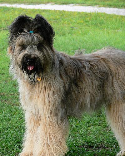 Photo Briard