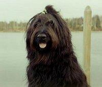 Photo de Briard