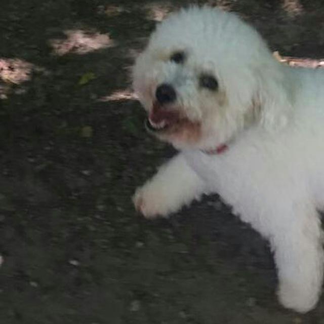 Photo de Bichon Frise