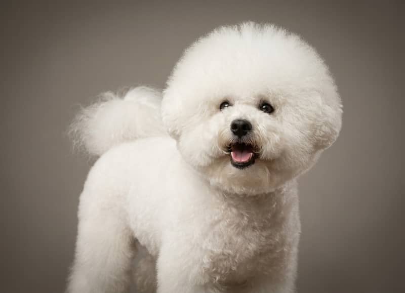 Photo de Bichon Frisé