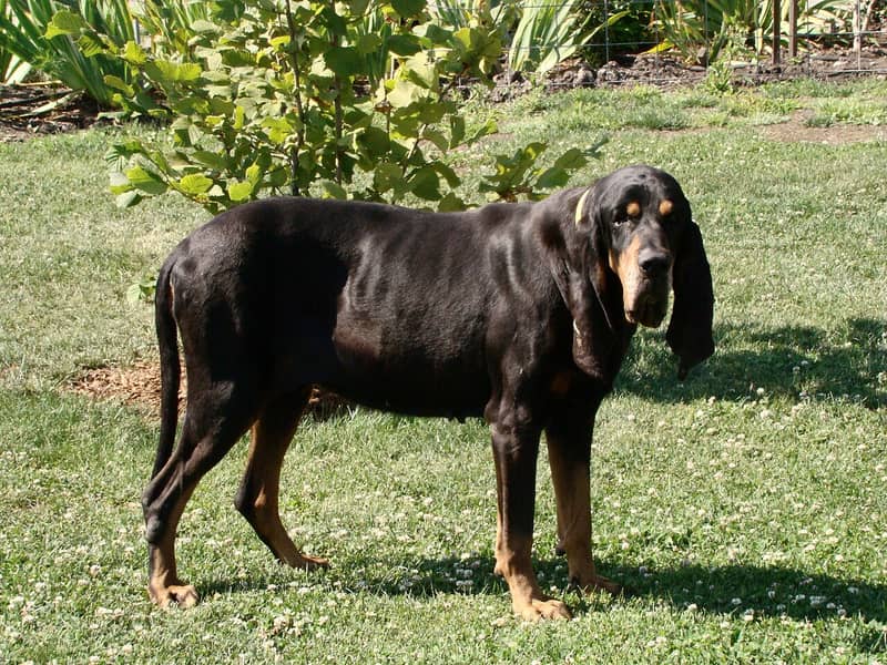 Photo de Black and Tan Coonhound