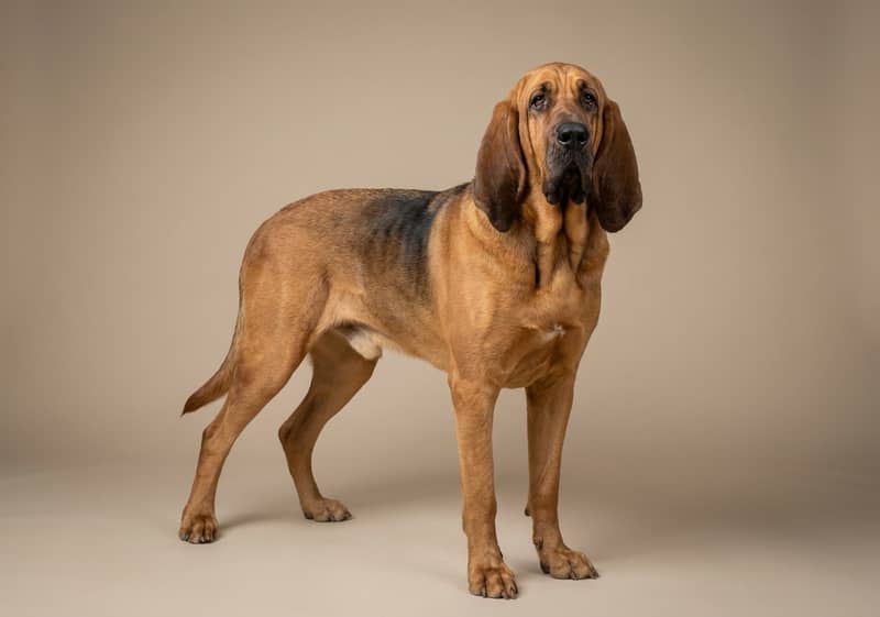 Photo de Bloodhound