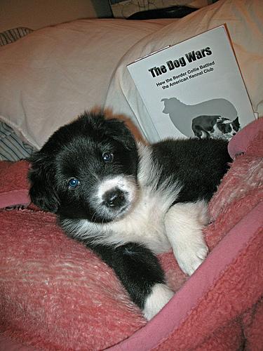 Photo Border Collie