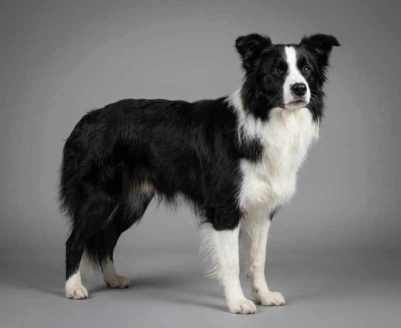 Border Collie