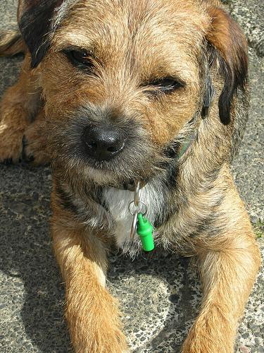 Photo Border Terrier