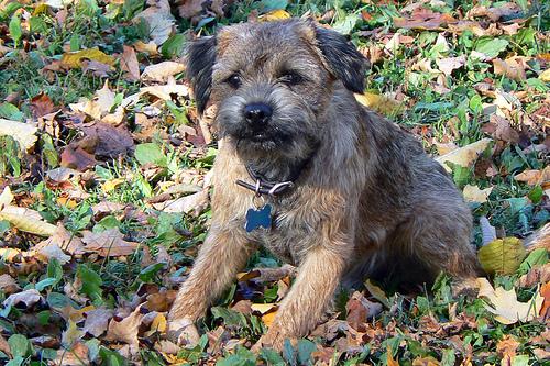 Photo Border Terrier