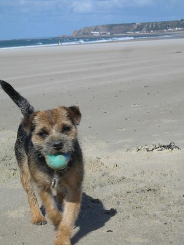 Photo Border Terrier
