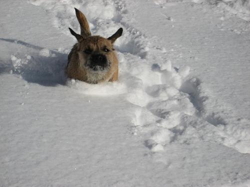 Photo Border Terrier
