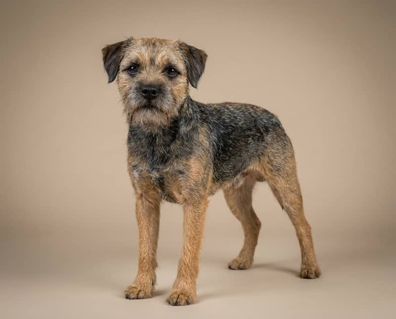 Photo de Border Terrier