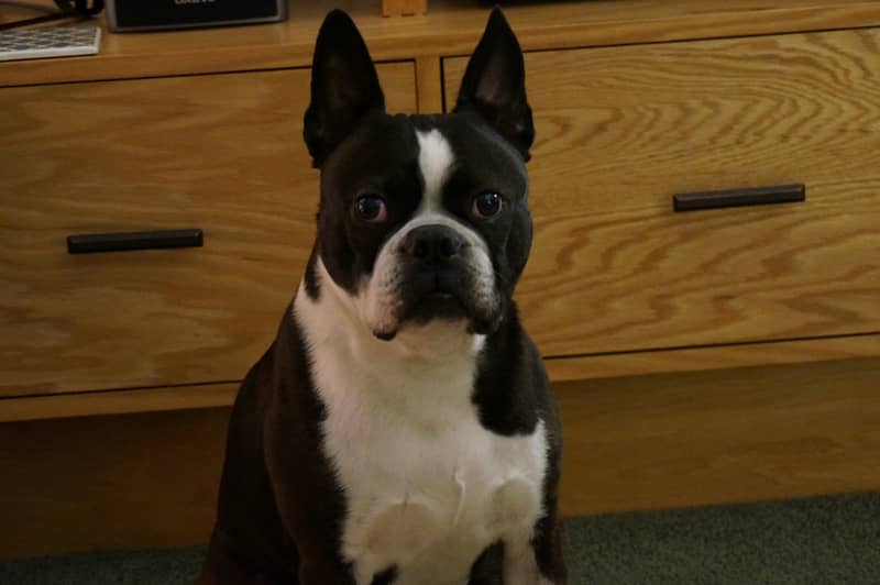 Photo Boston Terrier