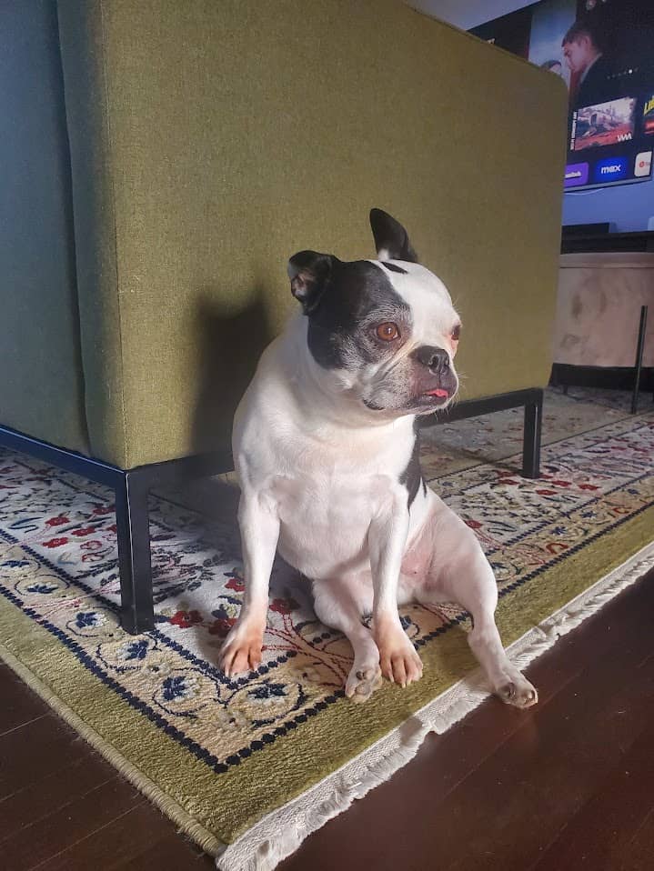 Photo Boston Terrier