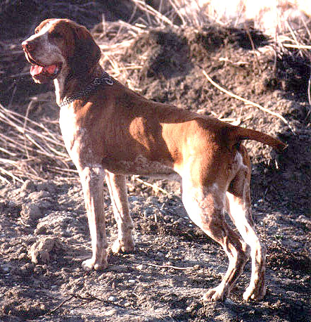 Photo de Italian Pointer