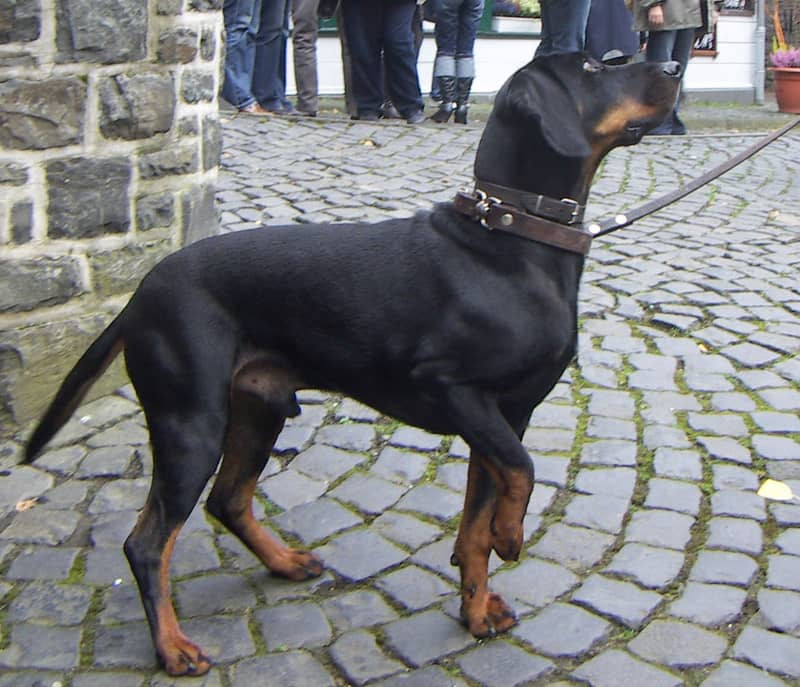 Photo de Austrian Black and Tan Hound