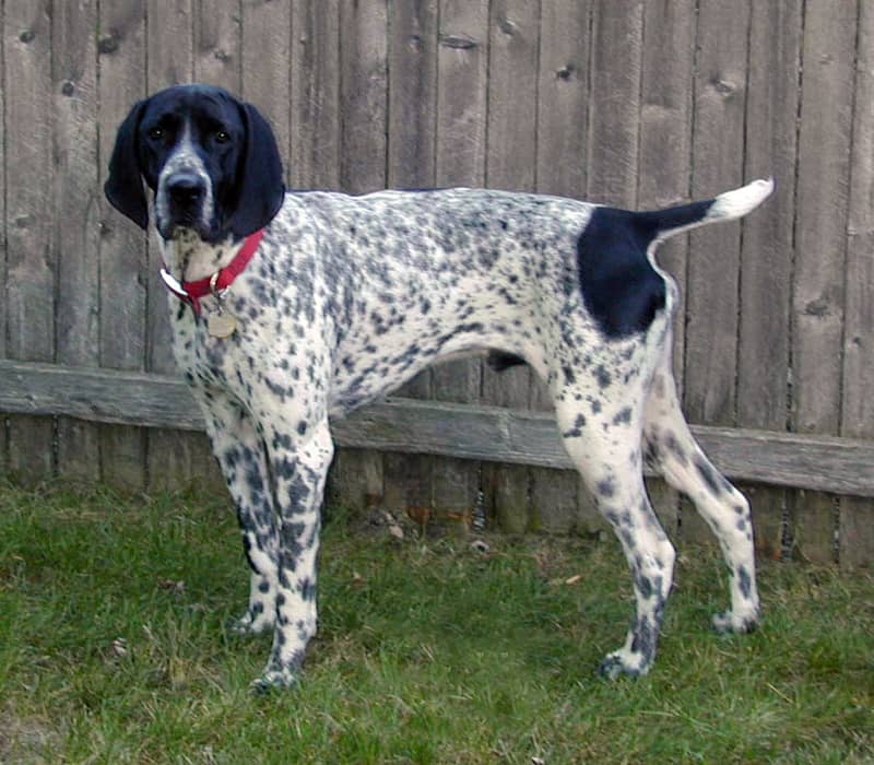 Photo de Auvergne Pointer