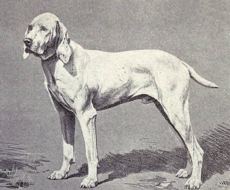 Photo de Ariege Pointer