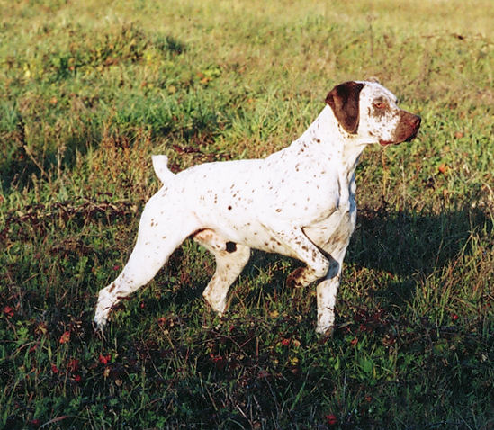 Photo de Bourbonnais Pointer