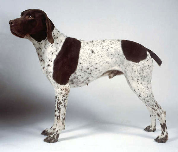 Photo de French Pointer - Gascogne Type