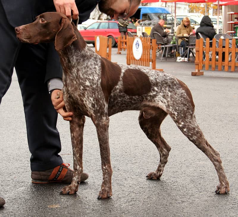 Photo de French Pointer - Pyrenean Type