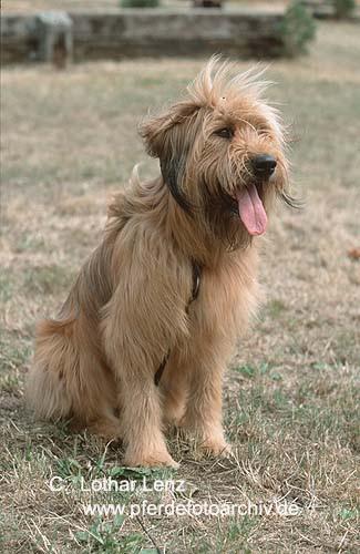 Photo Briard