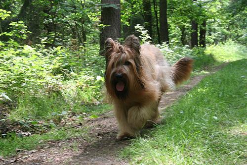 Photo Briard