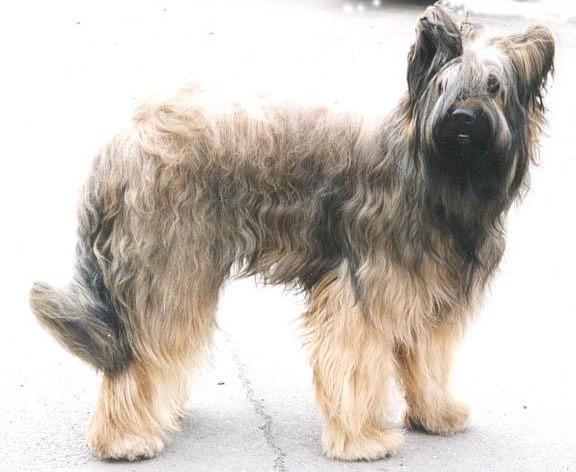 Photo Briard