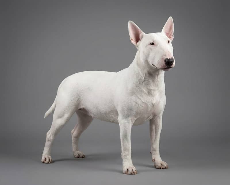 Photo de Bull Terrier (Miniature)