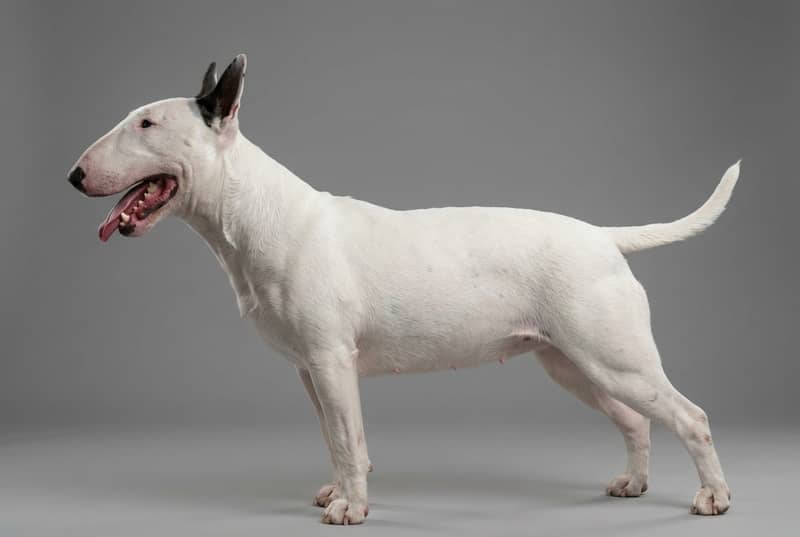 Photo de Bull Terrier