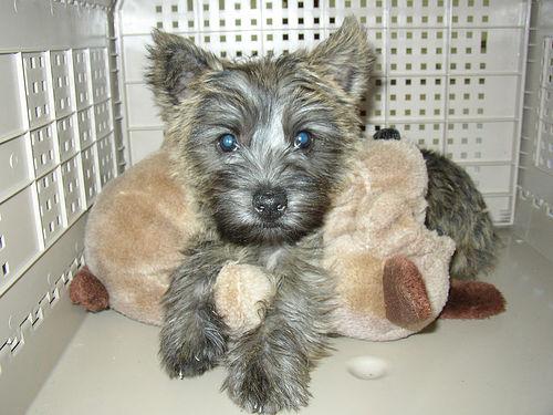 Photo Cairn Terrier