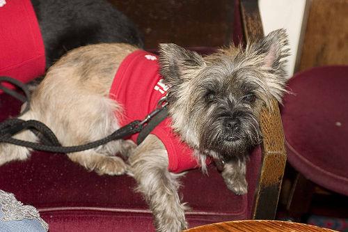 Photo Cairn Terrier