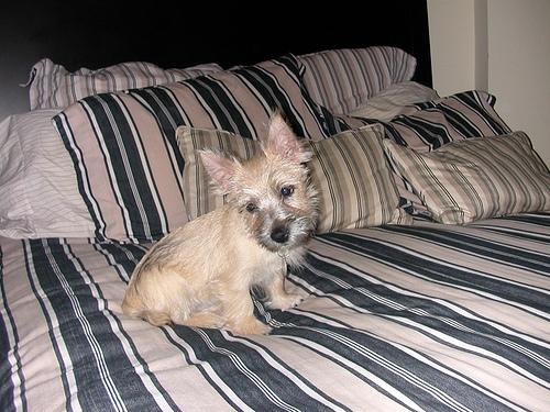Photo Cairn Terrier