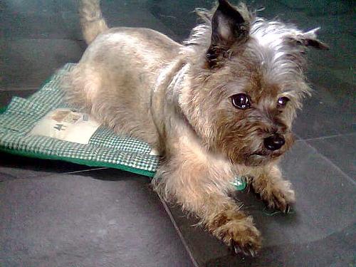 Photo Cairn Terrier