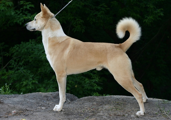 Photo de Canaan Dog