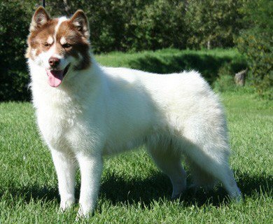 Photo de Canadian Eskimo Dog