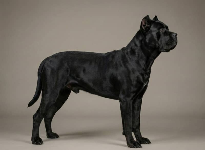 Photo de Cane Corso