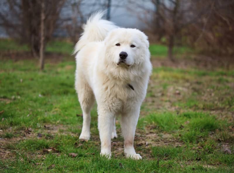 Photo de Maremma and Abruzzes Sheepdog