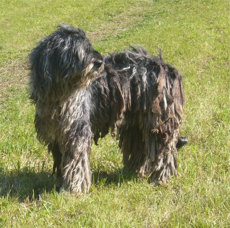Photo de Bergamasco Shepherd Dog