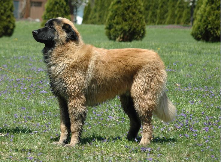 Photo de Estrela Mountain Dog