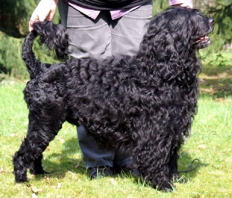 Photo de Portuguese Water Dog