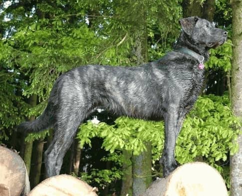 Photo de Portuguese Cattle Dog