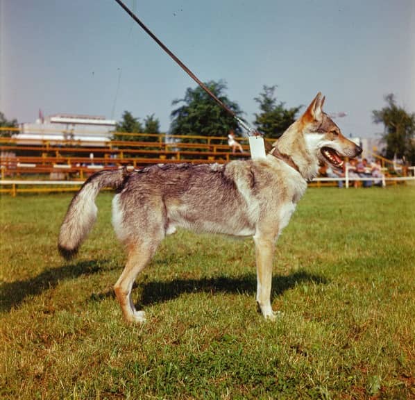 Photo de Czechoslovakian Wolfdog
