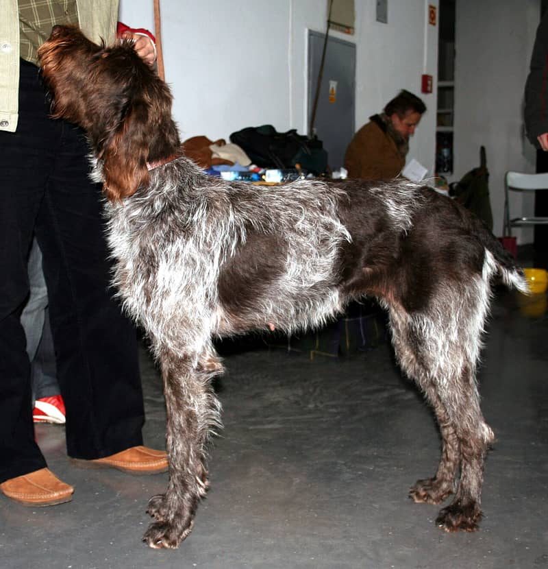 Photo de Bohemian Wirehaired Pointing Griffon